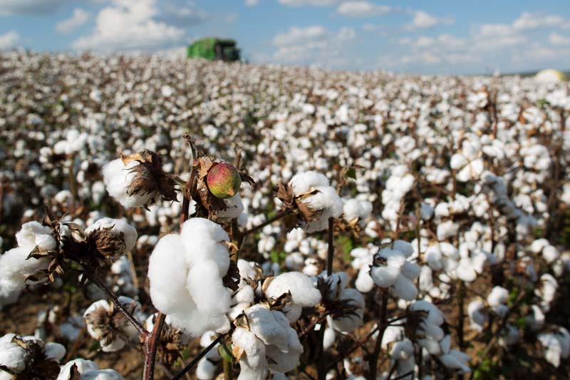 algodão em Goiás, produção de algodão em Goiás, safra 2021/2022, boletim Agro em Dados, produção de algodão Goiás