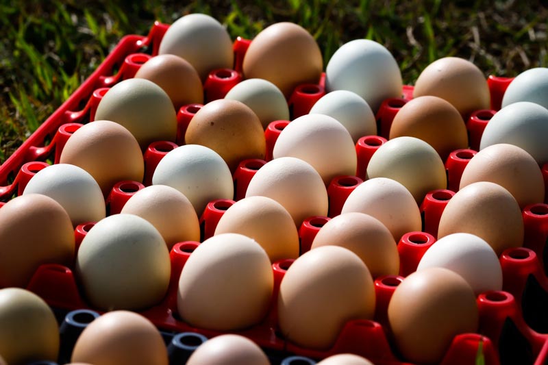 produção de ovos em Goiás, VBP da produção de ovos em Goiás, produção de ovos, Valor Bruto da Produção, VBP Goiás