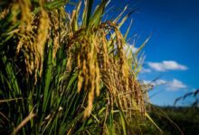 Embrapa, Fieg, produção de arroz, Siago e Embrapa lançam nova cultivar, BRS A504 CL