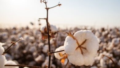 Vazio sanitário, Vazio sanitário do algodão, Vazio sanitário do algodão em Goiás, Vazio sanitário do algodão Goiás, Vazio sanitário algodão Goiás