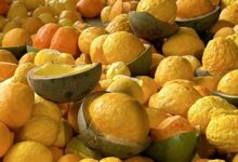 pequi em Goiás, extração de pequi em Goiás, pequi Goiás, pequi, produção pequi Goiás