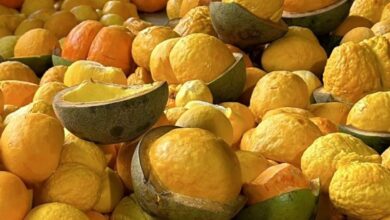 pequi em Goiás, extração de pequi em Goiás, pequi Goiás, pequi, produção pequi Goiás