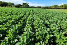 inovações sustentáveis para a agricultura, Goiás investe em inovações sustentáveis para a agricultura, inovações sustentáveis agricultura Goiás, Governo de Goiás agricultura, Goiás Verde: Inovações em Carbono na Agricultura