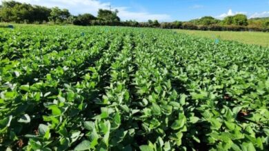 inovações sustentáveis para a agricultura, Goiás investe em inovações sustentáveis para a agricultura, inovações sustentáveis agricultura Goiás, Governo de Goiás agricultura, Goiás Verde: Inovações em Carbono na Agricultura