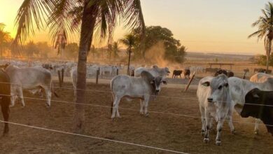 Confinamento Pontal, nova sede Confinamento Pontal, Confinamento Pontal Jaraguá, unidade Confinamento Pontal Jaraguá, Confinamento Pontal inaugura nova sede