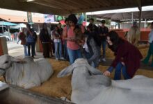 Pecuária de Goiânia 2025, Pecuária de Goiânia, negócios Pecuária de Goiânia, 78ª Exposição Agropecuária do Estado de Goiás, Pecuária Goiânia