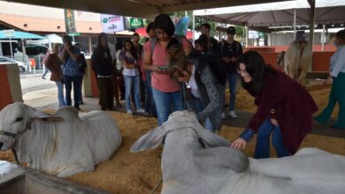Pecuária de Goiânia 2025, Pecuária de Goiânia, negócios Pecuária de Goiânia, 78ª Exposição Agropecuária do Estado de Goiás, Pecuária Goiânia