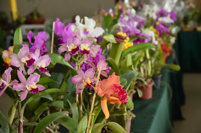 exposição de orquídeas e rosas do deserto, 17ª Exposição de Orquídeas e Rosas do Deserto de Aparecida, Exposição de Orquídeas e Rosas do Deserto de Aparecida, Orquídeas, Rosas do Deserto