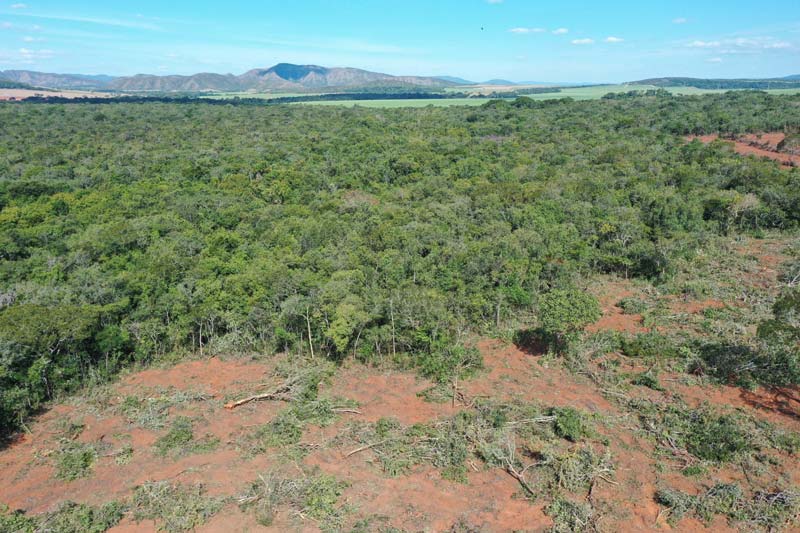 desmatamento em Goiás, desmatamento recua em Goiás, Mapbiomas, Relatório Anual do Desmatamento, Relatório Anual do Desmatamento (RAD) no Brasil