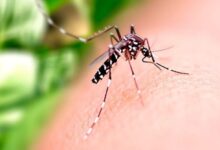 primeira morte por dengue em 2024, primeira morte por dengue em 2024 Goiânia, dengue em Goiânia, morte por dengue em Goiânia, morte por dengue em 2024