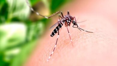 primeira morte por dengue em 2024, primeira morte por dengue em 2024 Goiânia, dengue em Goiânia, morte por dengue em Goiânia, morte por dengue em 2024