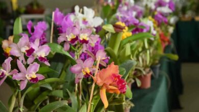 Exposição de Orquídeas e Rosas do Deserto, Exposição de Orquídeas e Rosas do Deserto Aparecida, Exposição de Orquídeas e Rosas do Deserto Aparecida de Goiânia, Exposição de Orquídeas e Rosas do Deserto Aciag, Exposição de Orquídeas e Rosas do Deserto em Aparecida, Feira de Orquídeas e Rosas do Deserto, Feira de Orquídeas e Rosas do Deserto Aparecida de Goiânia, Feira de Orquídeas e Rosas do Deserto Aparecida, Orquídeas e Rosas do Deserto, Feira Orquídeas Rosas do Deserto Aparecida