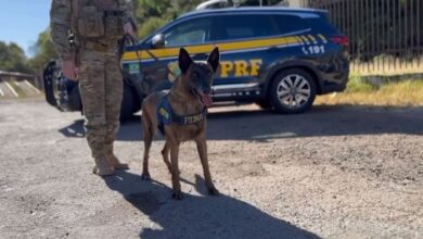 Cadela Fiona, Cadela Fiona PRF, Fiona PRF Goiás, cadela Fiona se aposenta, Fiona se aposenta
