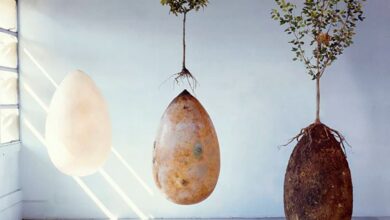 Capsula Mundi, cemitério ecológico, morte, florestas, corpos