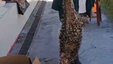 ouriço resgatado antena de rádio Jardim Petrópolis Goiânia, ouriço resgatado antena de rádio, ouriço jardim petrópolis, ouriço resgatado goiânia, ouriço goiânia