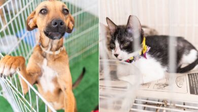 animais para adoção, Adota Pet, animais para adoção Goiânia, adoção animais Goiânia, Adota Pet Passeio das Águas Shopping Goiânia