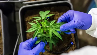 cannabis medicinal, pesquisas cannabis medicinal Goiás, novas pesquisas sobre cannabis medicinal, novas pesquisas sobre cannabis medicinal em Goiás, pesquisas cannabis medicinal Goiás Fapeg