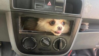 cachorro preso painel de carro Luziânia, cachorro preso carro Luziânia, cachorro preso painel de carro, resgate cachorro Luziânia, cachorro preso em painel de carro Luziânia