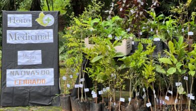 Parque Areião, Dia D de Ações Ambientais, Vila Ambiental Parque Areião, Dia D Parque Areião, ações ambientais Parque Areião