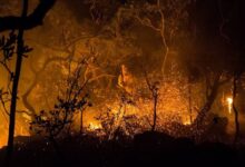 emergência ambiental Goiás prevenção incêndios florestais, emergência ambiental Goiás, incêndios florestais Goiás, Governo de Goiás decreta emergência ambiental, emergência ambiental em Goiás, incêndios no Cerrado, combate a incêndios no Cerrado, incêndios no Cerrado Goiás, Goiás combate incêndios Cerrado, incêndios Cerrado