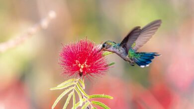 livro flores Cerrado Beija-Flores, flores Cerrado Beija-Flores, Cerrado em Cores: Flores Atrativas para Beija-Flores, quais flores do Cerrado atraem os Beija-Flores, Marcelo Kuhlmann