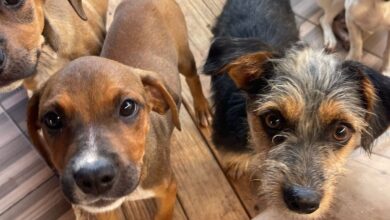 evento de adoção responsável, MiauDote, MiauDote Shopping Cerrado Goiânia, evento de adoção MiauDote Goiânia, MiauDote Goiânia