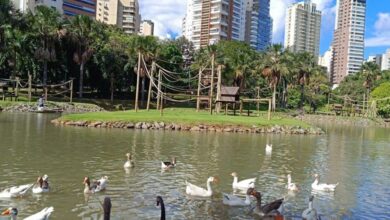 Zoológico de Goiânia, gripe aviária, morte de um cisne negro, morte de cisne negro, morte de cisne negro Zoológico de Goiânia
