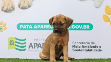 Feira de Adoção de Cães e Gatos, Prefeitura de Aparecida, Feira de Adoção de Cães e Gatos Aparecida de Goiânia, Feira de Adoção Responsável de Animais, Feira de Adoção Buriti Shopping