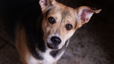 pets para adoção Goiânia, MiauDote, adoção de pets Goiânia, pets Goiânia, adoção pets Goiânia