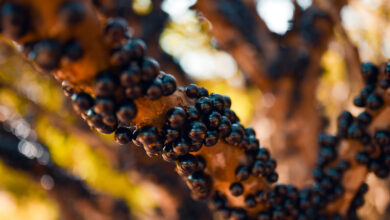 Temporada da Jabuticaba 2025, Temporada da Jabuticaba, Temporada da Jabuticaba 2025 Hidrolândia, Temporada da Jabuticaba Hidrolândia, Fazenda Jabuticabal