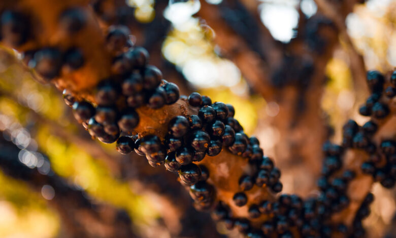 Temporada da Jabuticaba 2025, Temporada da Jabuticaba, Temporada da Jabuticaba 2025 Hidrolândia, Temporada da Jabuticaba Hidrolândia, Fazenda Jabuticabal
