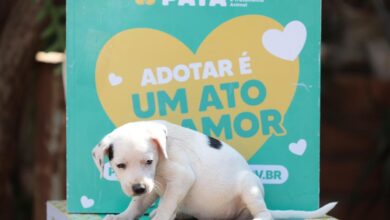 feira de adoção de cães e gatos Aparecida de Goiânia, feira de adoção de cães e gatos Deu Match com Meu Pet, Deu Match com Meu Pet, feira de adoção Aparecida de Goiânia, feira de adoção de cães e gatos Buriti Shopping