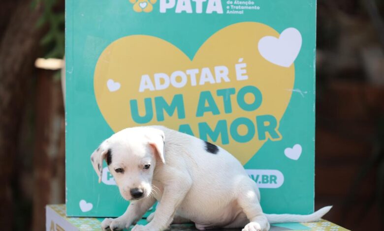 feira de adoção de cães e gatos Aparecida de Goiânia, feira de adoção de cães e gatos Deu Match com Meu Pet, Deu Match com Meu Pet, feira de adoção Aparecida de Goiânia, feira de adoção de cães e gatos Buriti Shopping