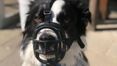 Câmara de Goiânia, projeto uso de focinheira cães Câmara de Goiânia, uso de focinheira cães Goiânia, vereador Ronilson Reis, projeto uso de focinheira cães Goiânia Ronilson Reis