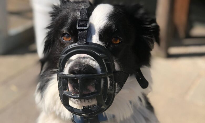 Câmara de Goiânia, projeto uso de focinheira cães Câmara de Goiânia, uso de focinheira cães Goiânia, vereador Ronilson Reis, projeto uso de focinheira cães Goiânia Ronilson Reis
