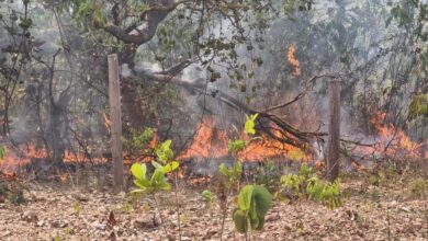 Chapada dos Veadeiros, incêndios na Chapada dos Veadeiros, incêndios Chapada dos Veadeiros, incêndios florestais Chapada dos Veadeiros, incêndios região Chapada dos Veadeiros
