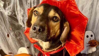 Deu Match, Deu Match Goiânia, Deu Match Goiânia Shopping, evento de adoção de cães Goiânia, adoção de cães Goiânia