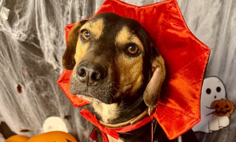 Deu Match, Deu Match Goiânia, Deu Match Goiânia Shopping, evento de adoção de cães Goiânia, adoção de cães Goiânia