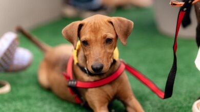 Adota Pet, Adota Pet Goiânia, Adota Pet Passeio das Águas Shopping, evento de adoção Goiânia, evento adoção Goiânia