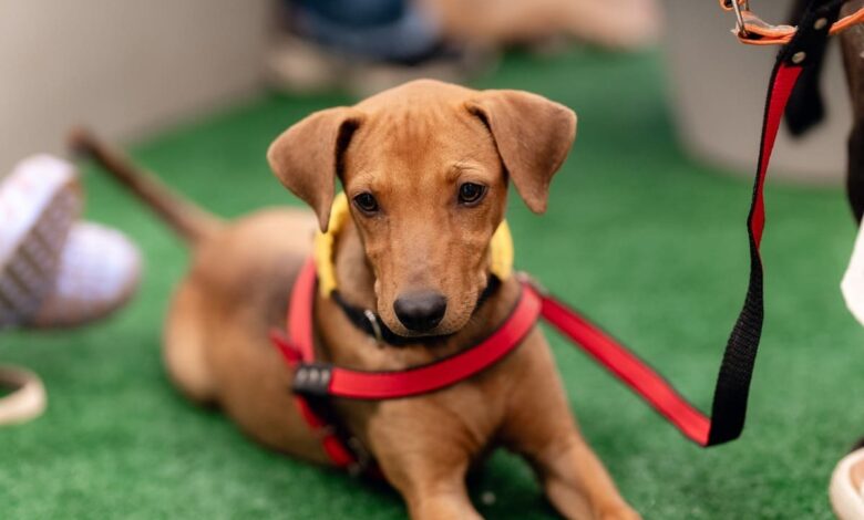 Adota Pet, Adota Pet Goiânia, Adota Pet Passeio das Águas Shopping, evento de adoção Goiânia, evento adoção Goiânia