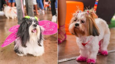 Carnaval Pet, Carnaval Pet Aparecida de Goiânia, Carnaval Pet Buriti Shopping, Clubinho BloCÃO Buriti Shopping, Deu Match com Meu Pet Buriti Shopping Aparecida de Goiânia