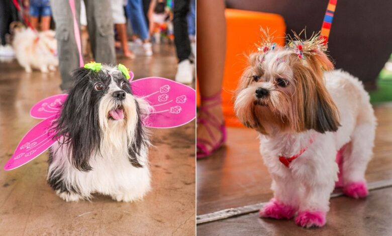 Carnaval Pet, Carnaval Pet Aparecida de Goiânia, Carnaval Pet Buriti Shopping, Clubinho BloCÃO Buriti Shopping, Deu Match com Meu Pet Buriti Shopping Aparecida de Goiânia