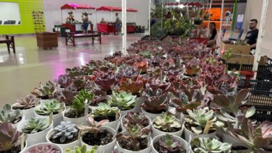 Bazar Estação das Plantas, Bazar Estação das Plantas Goiânia, Bazar Estação das Plantas Shopping Estação Goiânia, Shopping Estação Goiânia, Bazar Plantas Goiânia