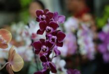 feira de orquídeas e rosas do deserto, feira de orquídeas e rosas do deserto Aparecida, feira de orquídeas e rosas do deserto Aparecida de Goiânia, feira orquídeas rosas do deserto Aparecida, feira de orquídeas e rosas do deserto em Aparecida
