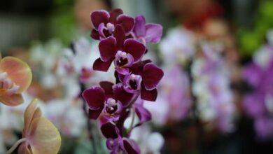 feira de orquídeas e rosas do deserto, feira de orquídeas e rosas do deserto Aparecida, feira de orquídeas e rosas do deserto Aparecida de Goiânia, feira orquídeas rosas do deserto Aparecida, feira de orquídeas e rosas do deserto em Aparecida