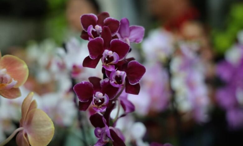 feira de orquídeas e rosas do deserto, feira de orquídeas e rosas do deserto Aparecida, feira de orquídeas e rosas do deserto Aparecida de Goiânia, feira orquídeas rosas do deserto Aparecida, feira de orquídeas e rosas do deserto em Aparecida
