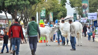 Pecuária de Goiânia 2026, Pecuária de Goiânia, Pecuária Goiânia 2026, negócios Pecuária de Goiânia 2026, negócios Pecuária de Goiânia