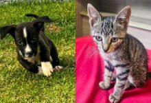 evento de adoção animais resgatados Aparecida de Goiânia, Deu Match com Meu Pet, Deu Match com Meu Pet Buriti Shopping, evento de adoção Deu Match com Meu Pet Buriti Shopping, evento de adoção de animais Buriti Shopping