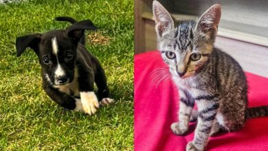 evento de adoção animais resgatados Aparecida de Goiânia, Deu Match com Meu Pet, Deu Match com Meu Pet Buriti Shopping, evento de adoção Deu Match com Meu Pet Buriti Shopping, evento de adoção de animais Buriti Shopping