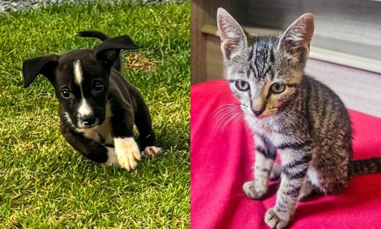 evento de adoção animais resgatados Aparecida de Goiânia, Deu Match com Meu Pet, Deu Match com Meu Pet Buriti Shopping, evento de adoção Deu Match com Meu Pet Buriti Shopping, evento de adoção de animais Buriti Shopping